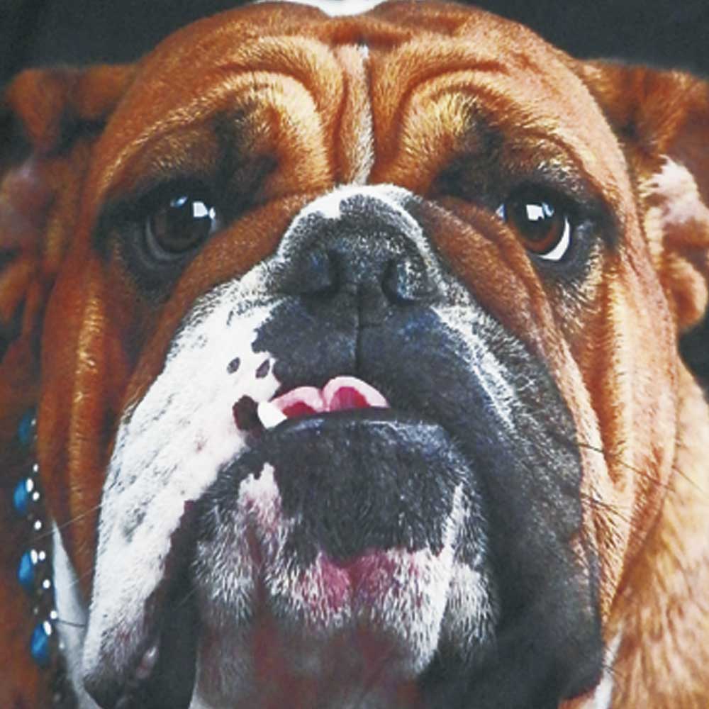 Delantal Bulldog Ingles 2 - Imagen 2