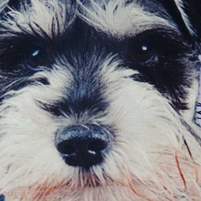 Schnauzer - Imagen 3